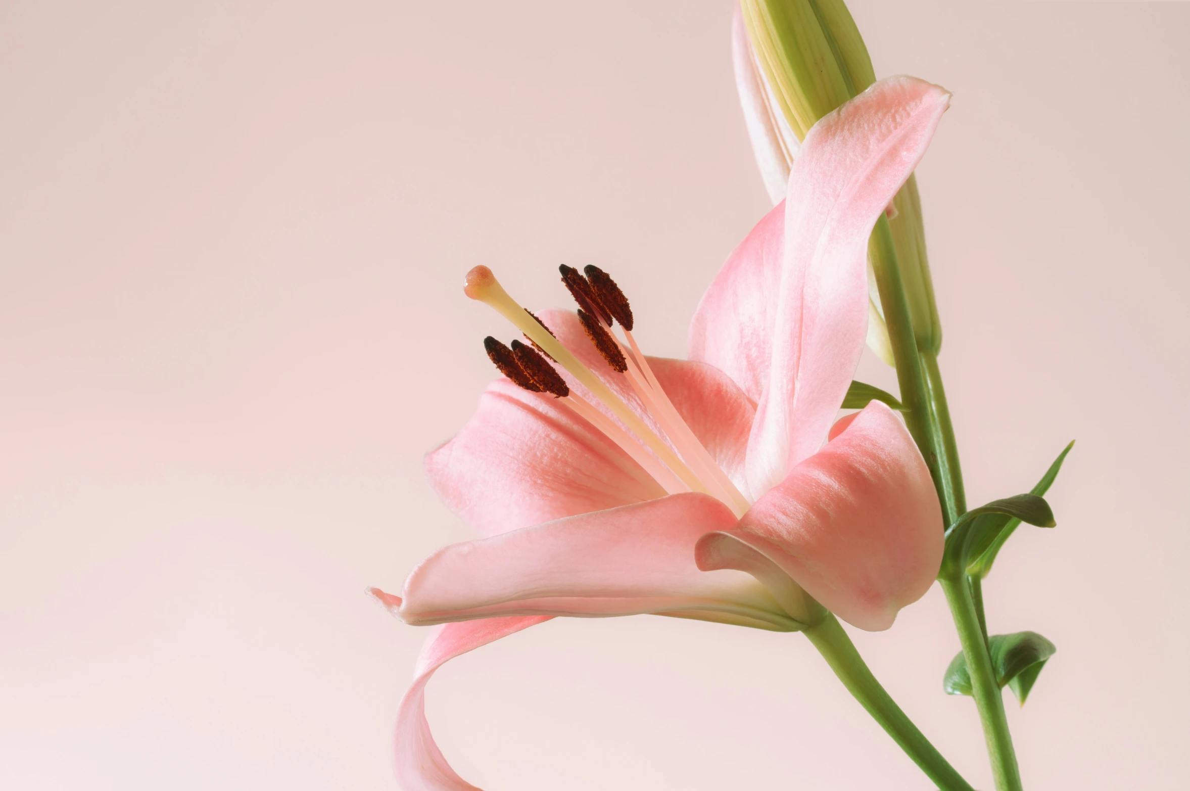 pink flowers, one blooming, on white surface