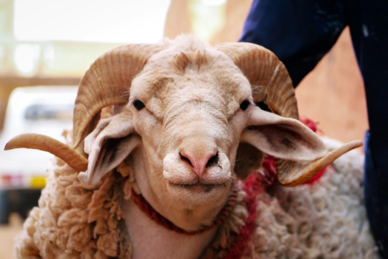 the ram is standing near its owner wearing a red collar