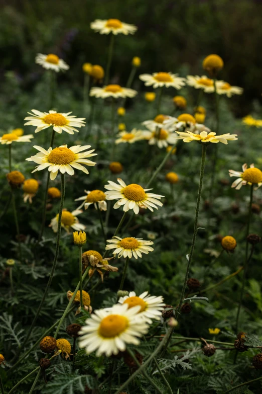 yellow flowers in the middle of a green field