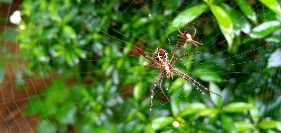 a brown and black spider standing on its web