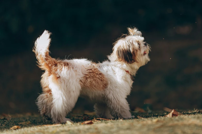 the small dog is standing in a field