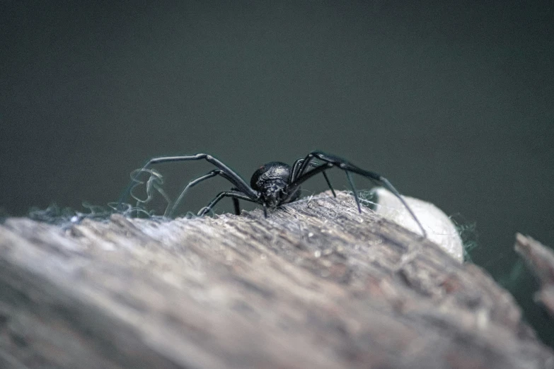 a spider crawling on a wood plank