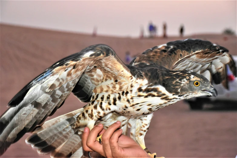 the bird is getting ready to land on its wing