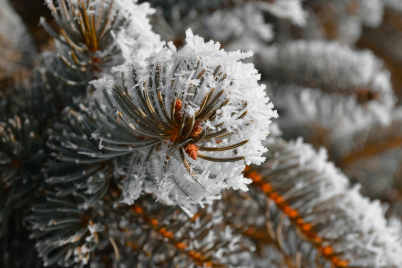 closeup of the snow on a pine tree