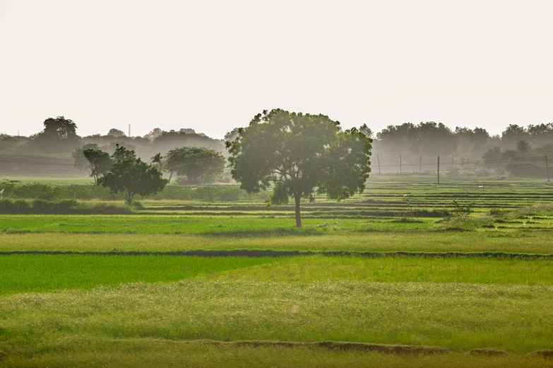 a large open field of green grass and trees