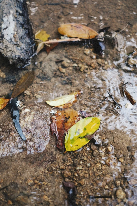 leaves and stones are laying in the middle of a creek