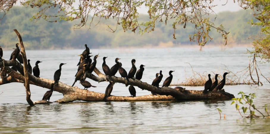 there are many birds sitting on the log