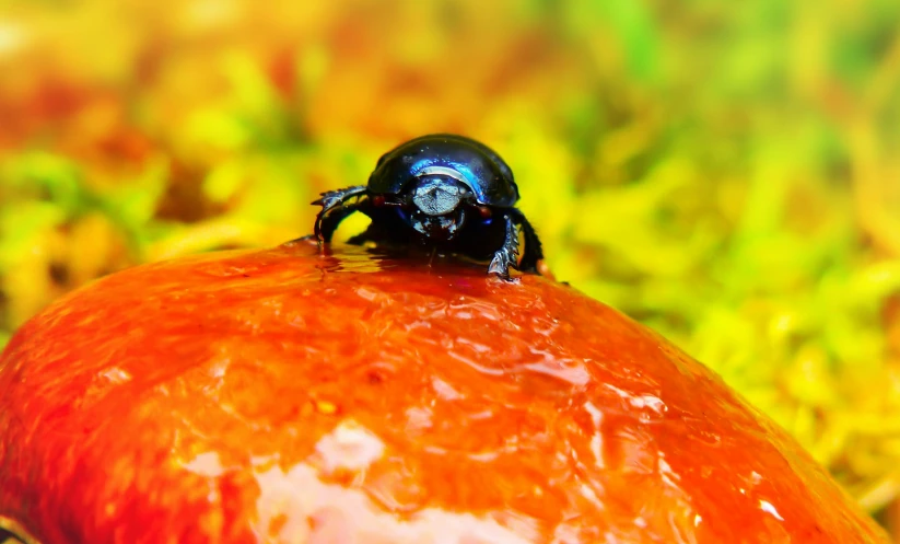 an insect standing on top of an orange