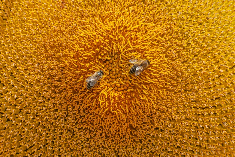 two bees are sitting on a large yellow flower