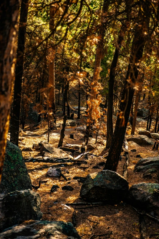 a forest that has a bunch of rocks in it