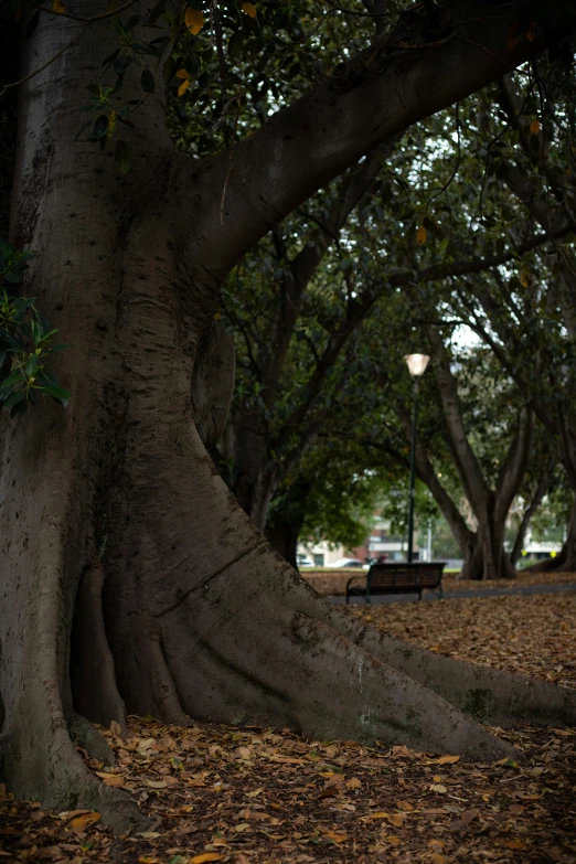 there is a bench near a tree in the woods