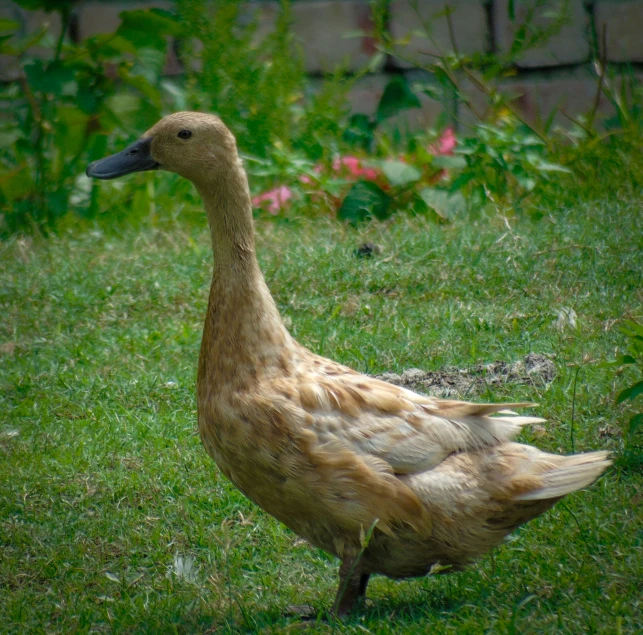 a duck standing in grass near plants