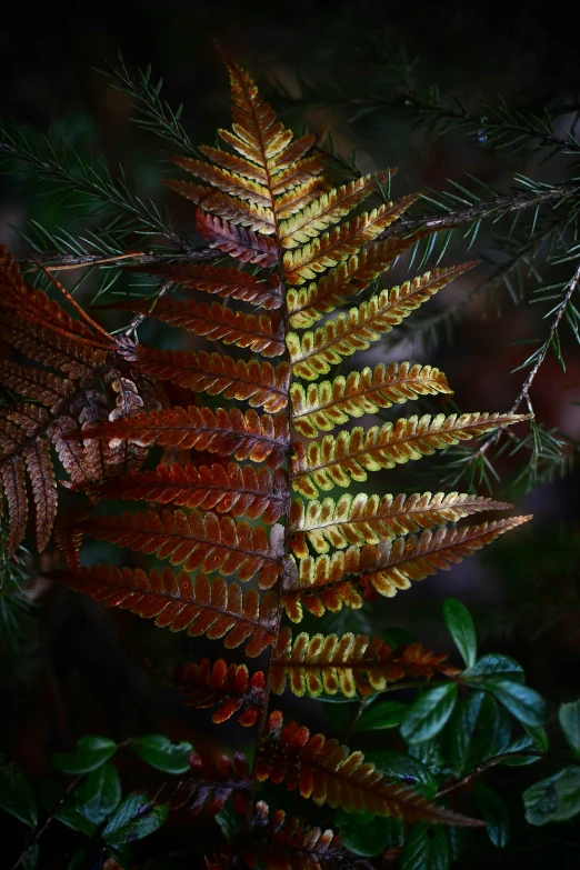 the po of some red and green plants