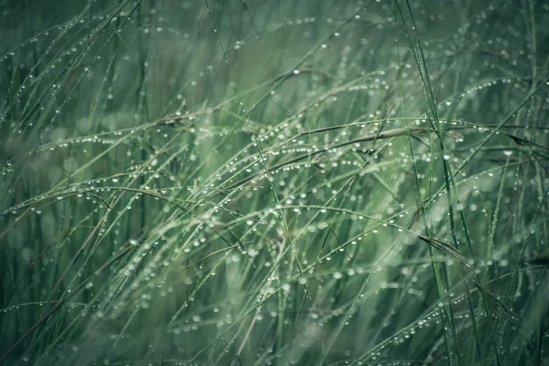 grass with some water drops on it