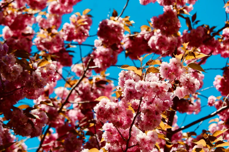 blossoms are blooming in the sunshine under a blue sky