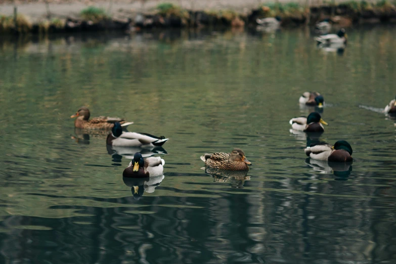 a flock of ducks are swimming in a lake