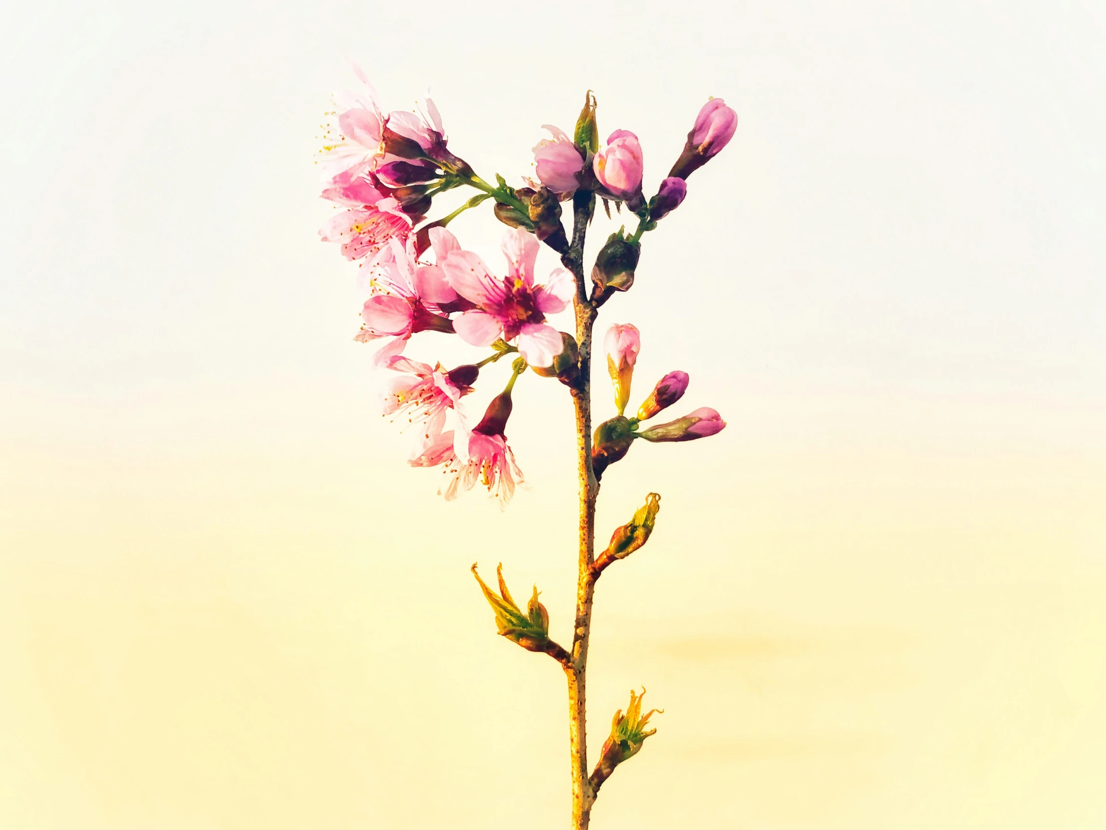 a single pink flower with large leaves