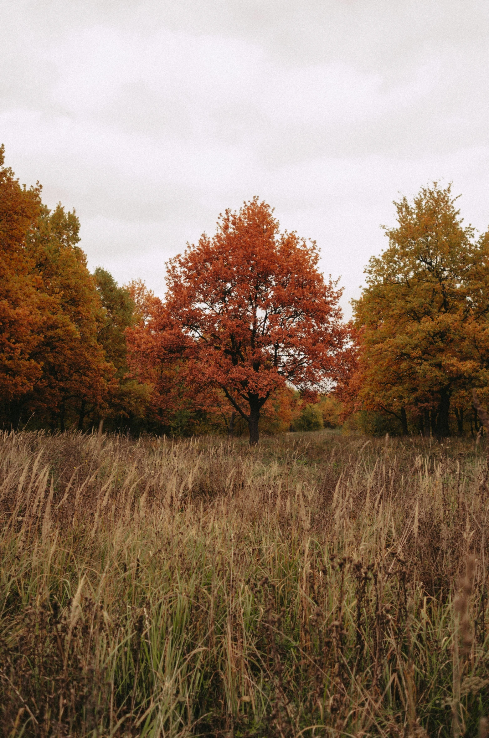 a red tree stands out in a field with lots of brown grass and tall, grass grasses