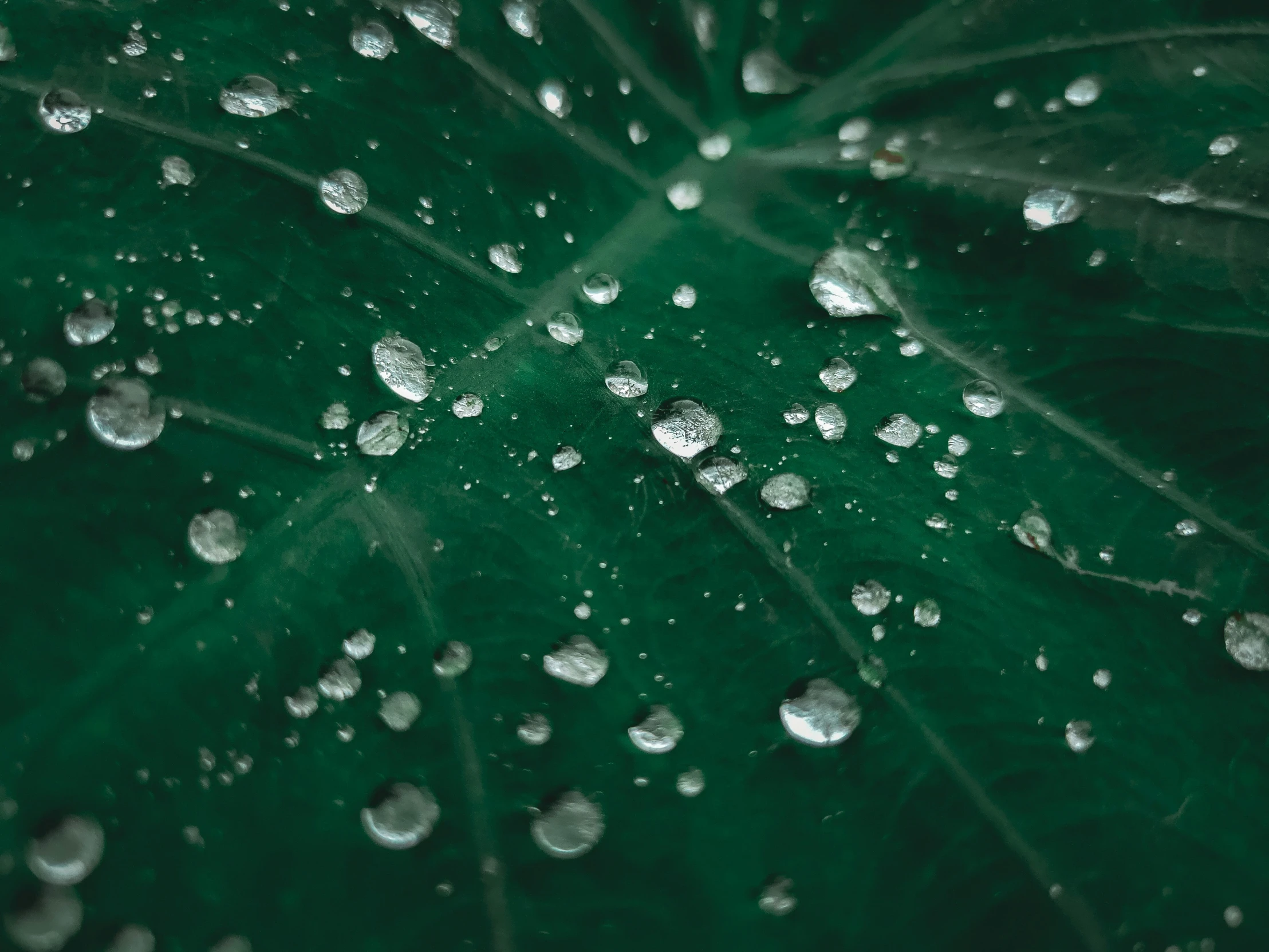 drops of water on a large green leaf