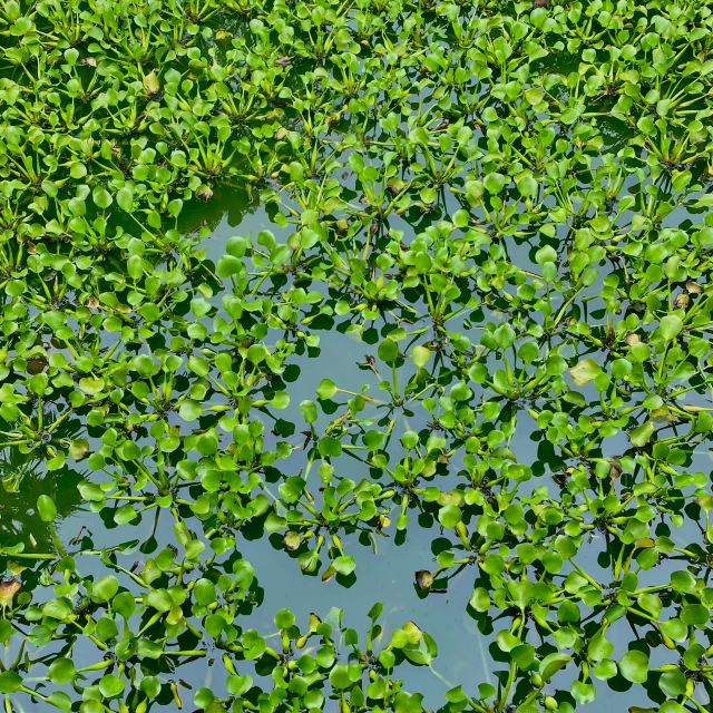 plants are growing in the shallow water