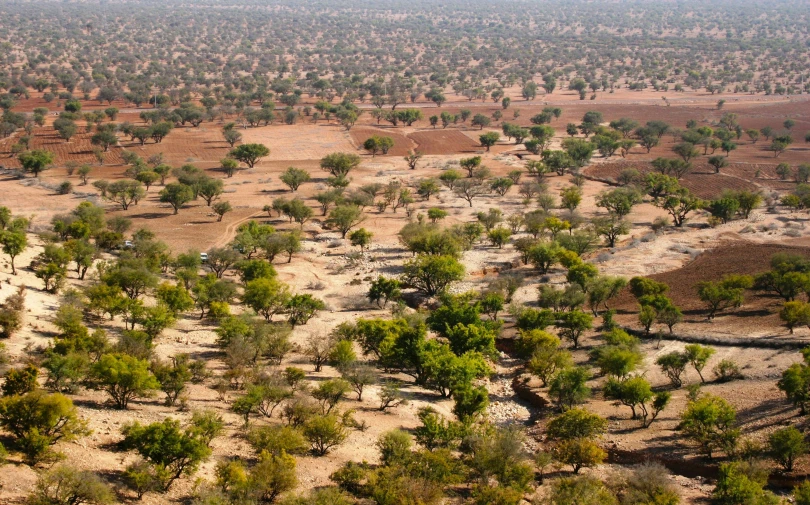 several different types of trees are scattered in the desert