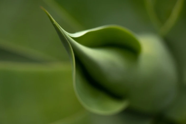 the back side of a green leaf with a droplet