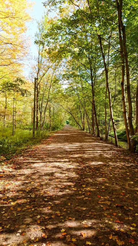 a dirt road in a forest is pictured with autumn foliage on it