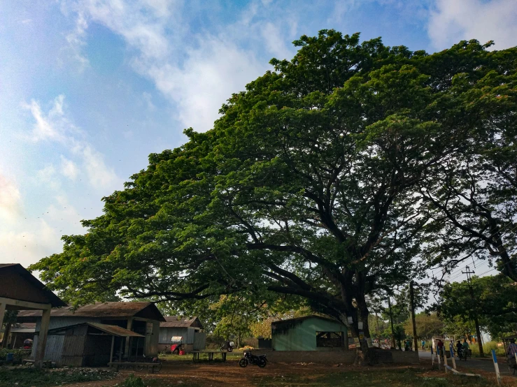 a green tree and some buildings on a hill