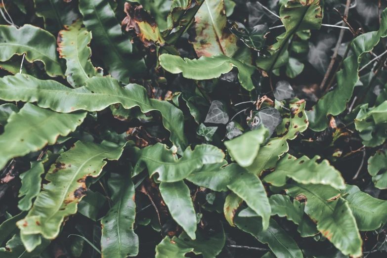 green leaves and foliage covered with drops of dew