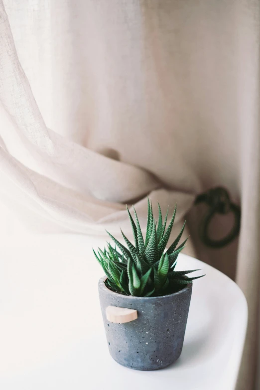 a small plant in a ceramic vase on a table