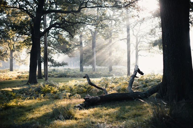 trees and grass in a sunny forest with sunlight shining through