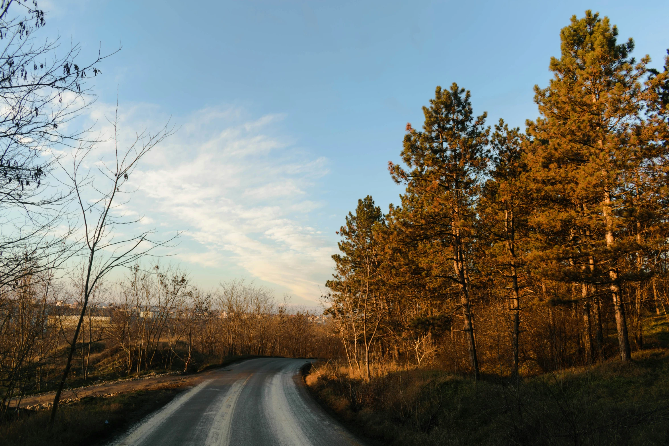 the road is very long and the trees are tall