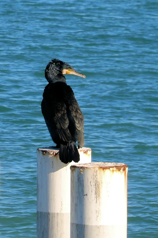 a bird standing on a post by the water