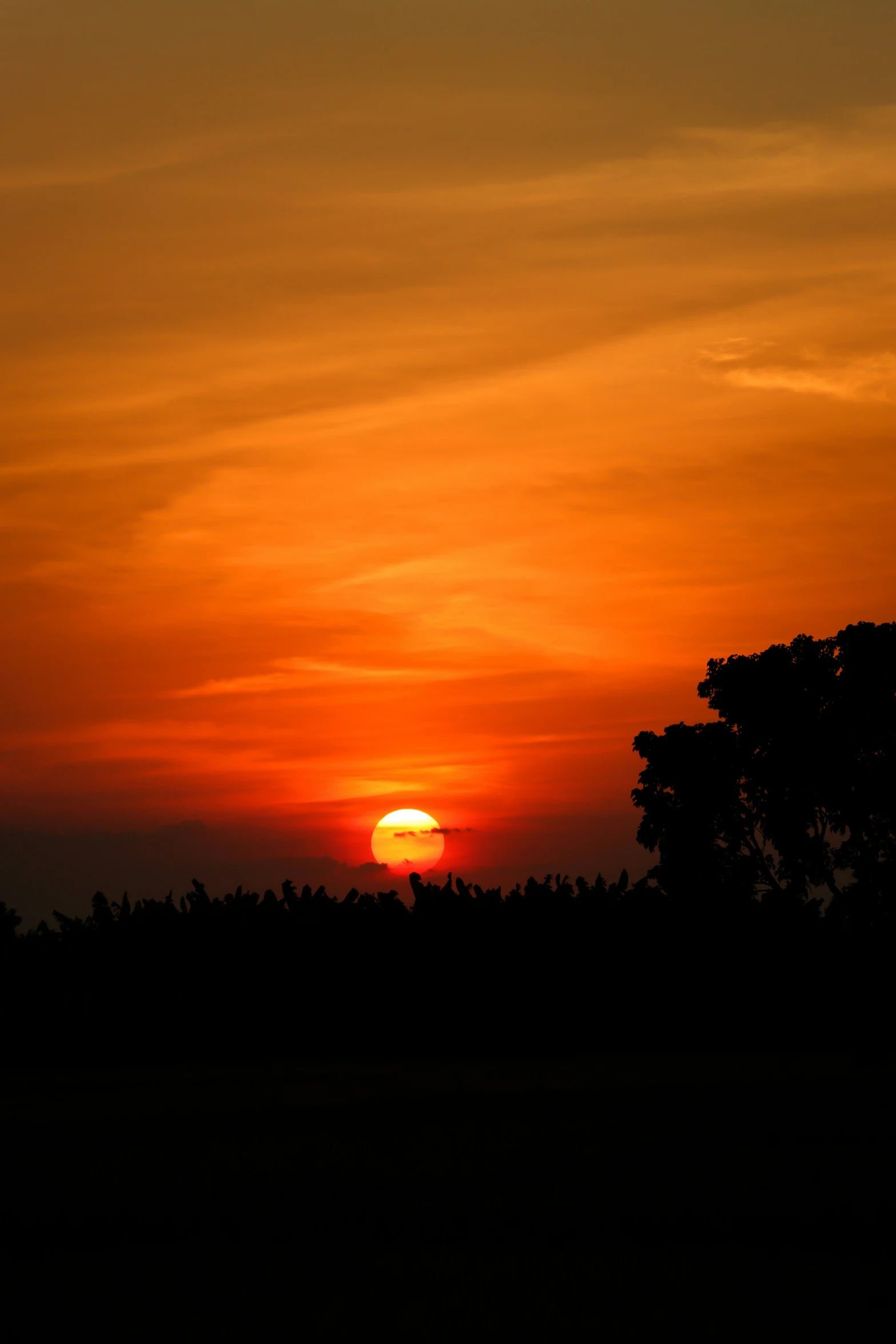 a sunset behind the tree line with a yellow colored sky