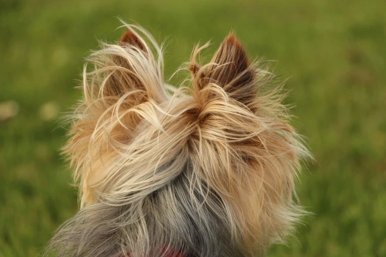 close up of a small dog's face with long, gy hair