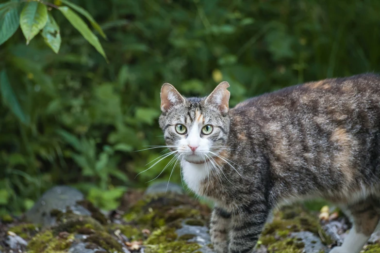 the cat is standing on top of mossy rocks