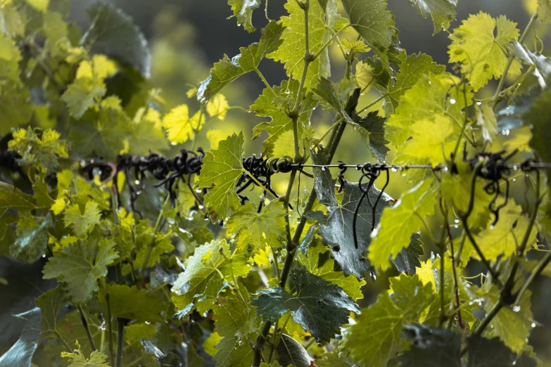 green leaves and water drops hanging from a wire fence