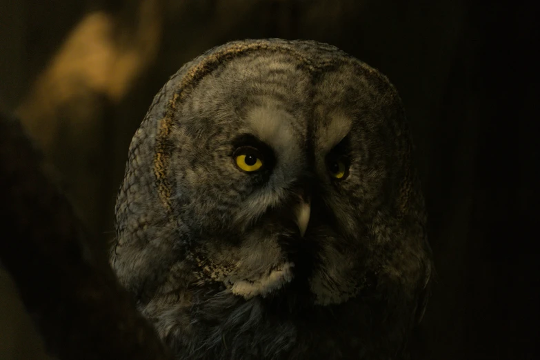 an owl with yellow eyes looking in the distance