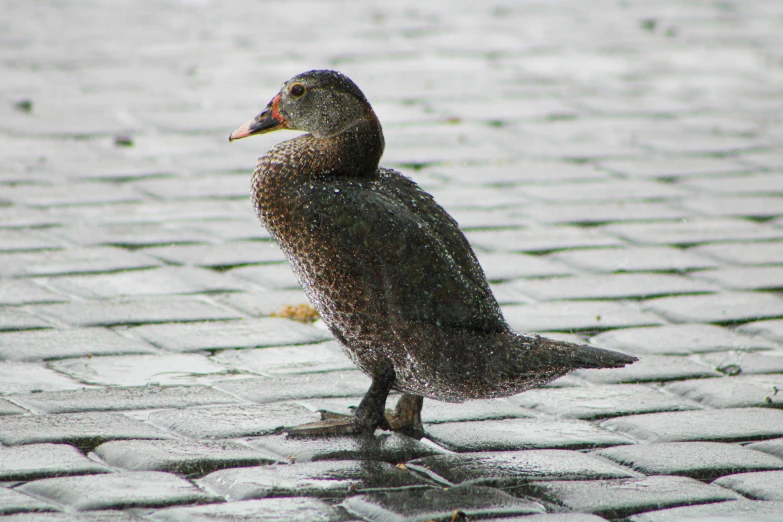 a gray bird standing on a cobblestone surface