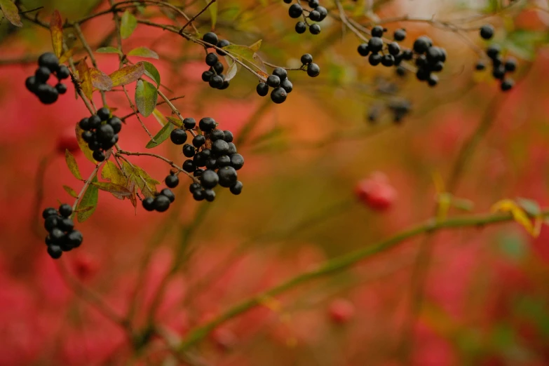 berries and other foliage are hanging from the nches