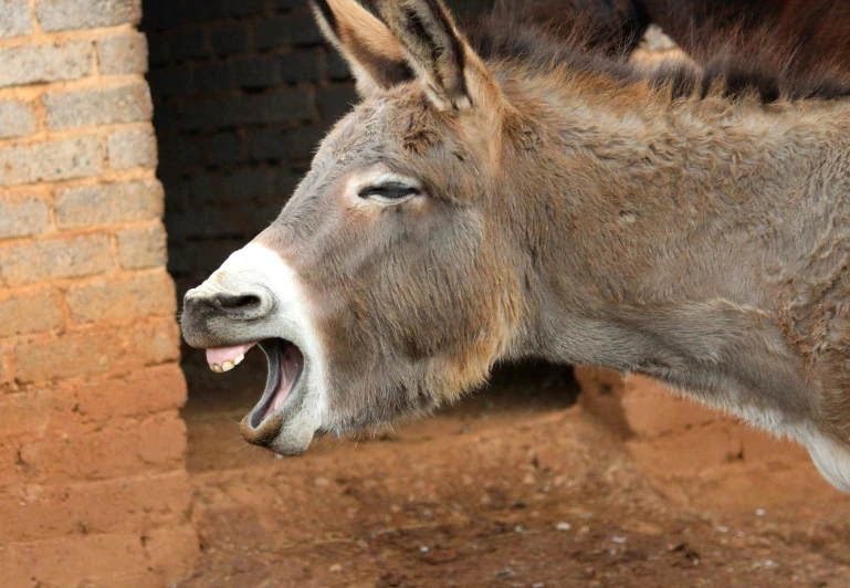 a donkey with its mouth open stands next to a brick wall