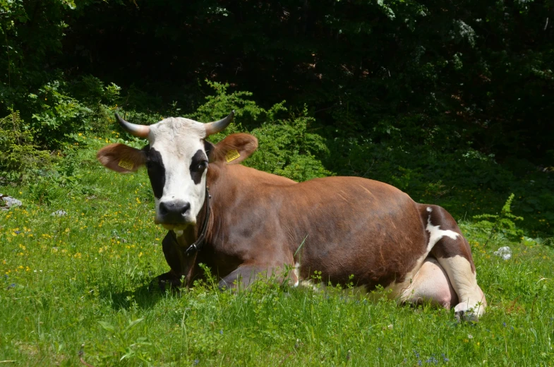 a cow is laying on the grass and its calf