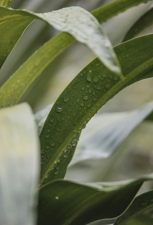 water droplets on the green leaves of a plant