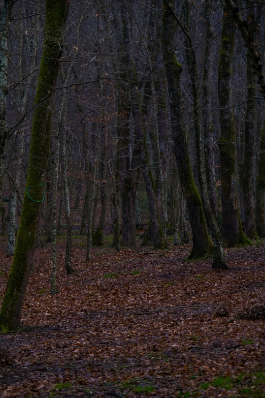 trees and leaves on the ground with some light shining from above