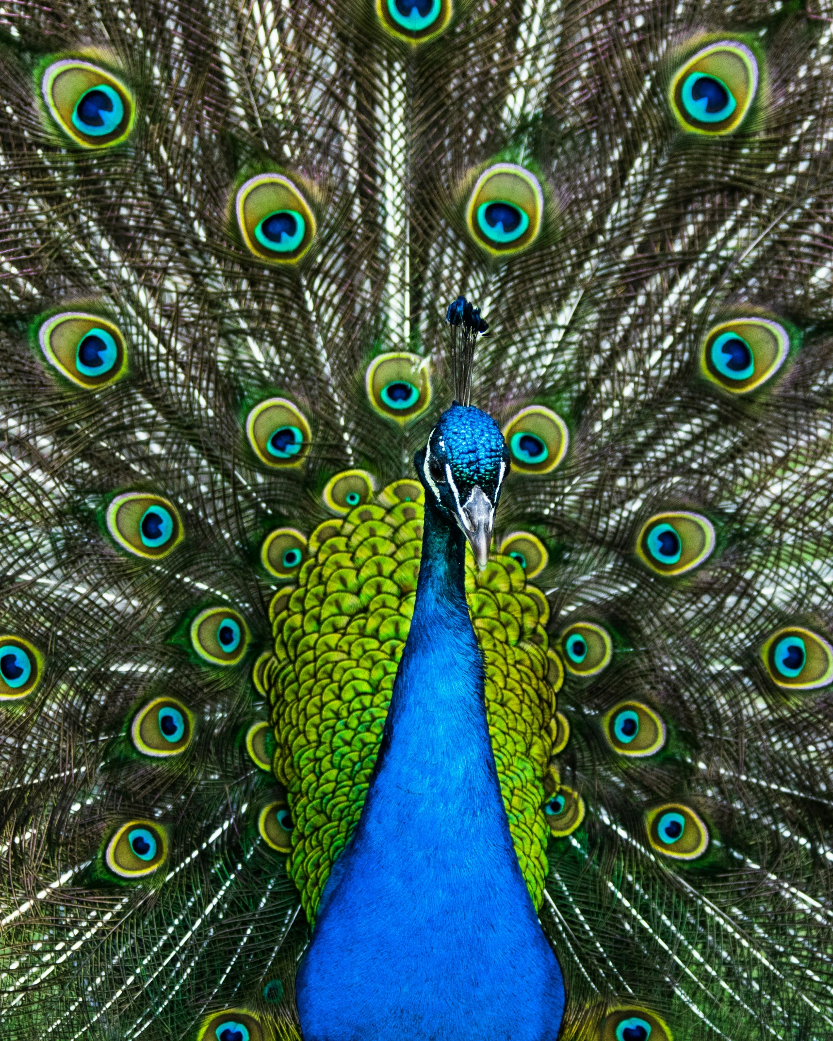 an image of a colorful peacock with feathers showing