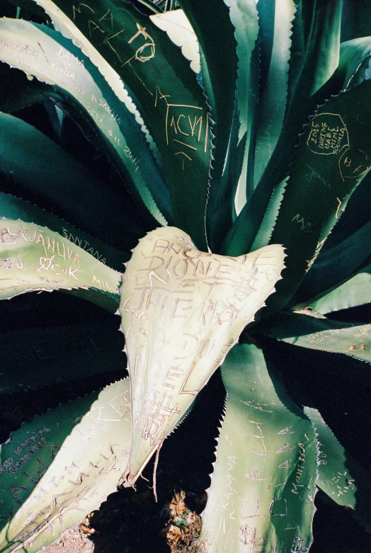 a close up of a leaf on a plant