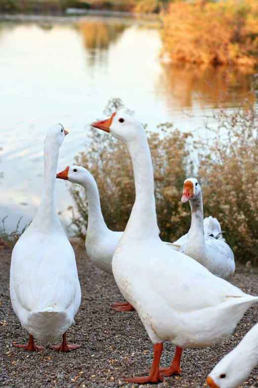 a bunch of ducks are by the water