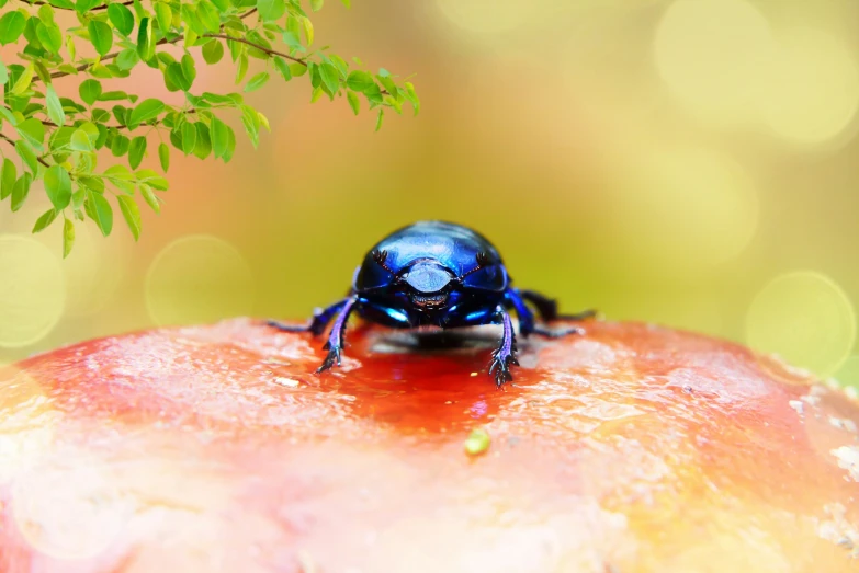 a beetle sitting on top of a apple