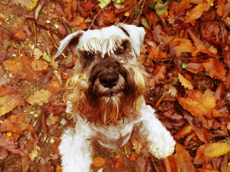 a schnauzer puppy looks up at the camera in front of a carpet of leaves
