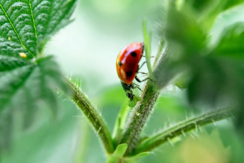 a red and black bug sits on a plant